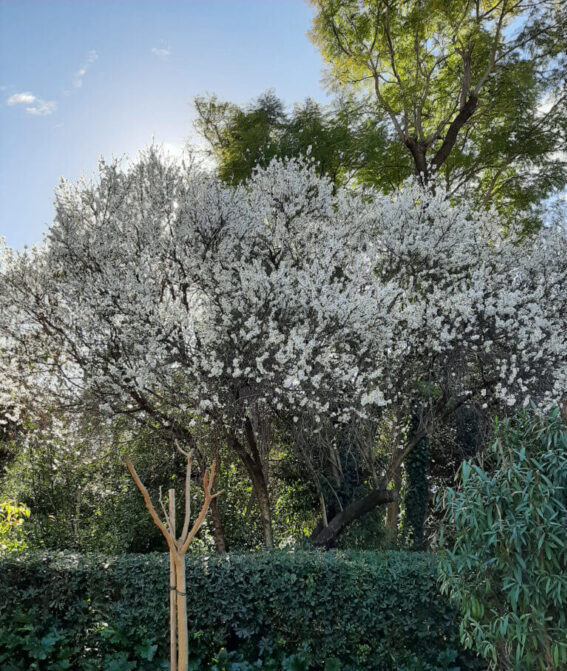 almond-tree