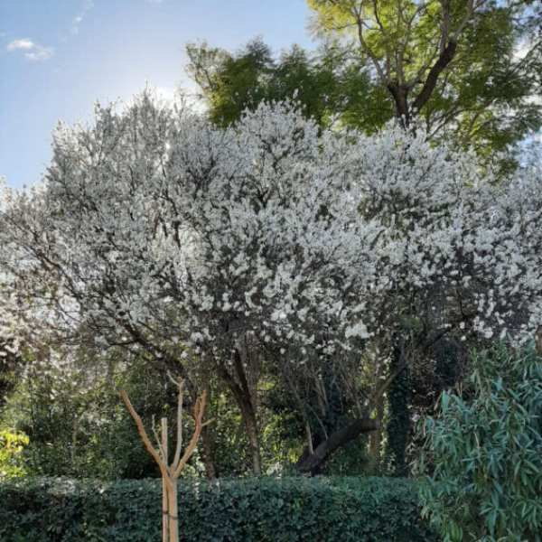 Χωριά Αμυγδαλιές στην Ελλάδα