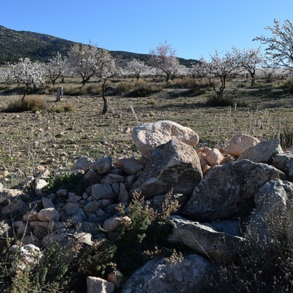 Τοπίο με αμυγδαλιές χωρίς να ονομαζεται Αμυγδαλια
