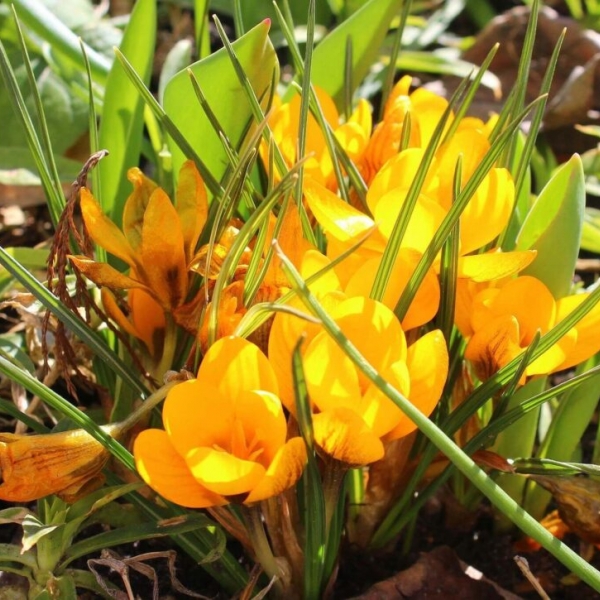 λουλουδάκια_του_αγρού