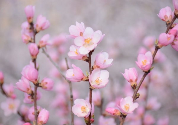 Οι αμυγδαλιές της Ελλάδας, ταξίδι στα τοπωνύμια